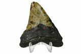 Fossil Megalodon Tooth - North Carolina #147016-2
